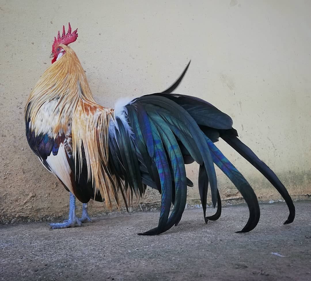 Порода петухов Феникс