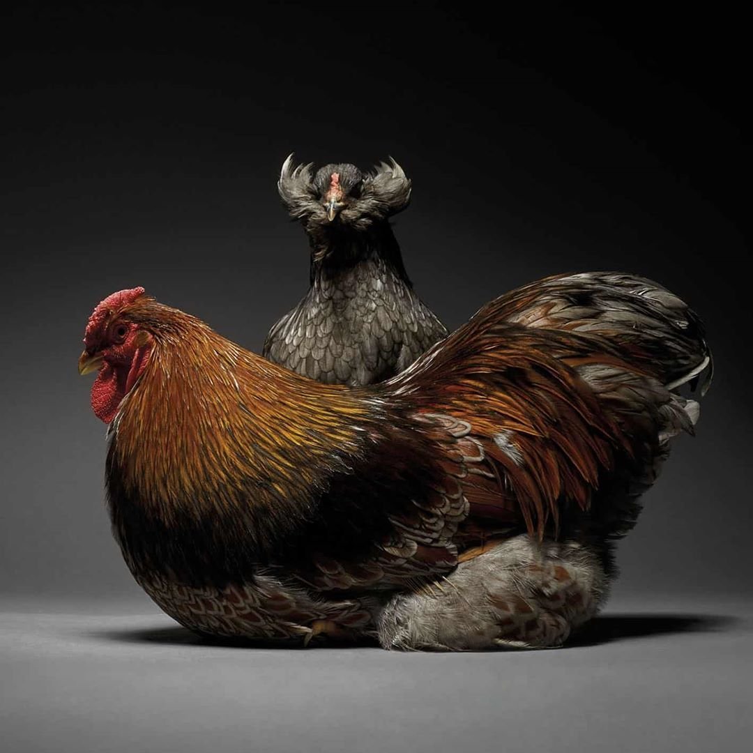 Монти Транчеллини куры