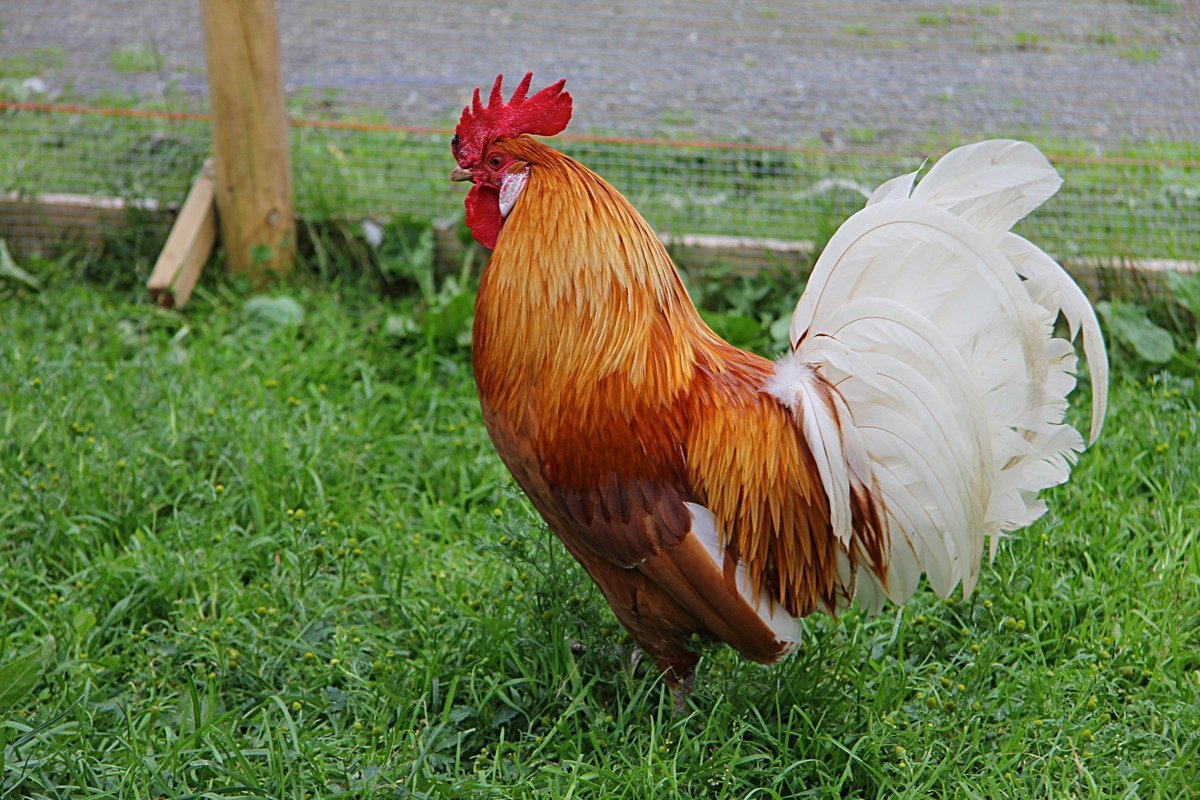 Карликовый петушок