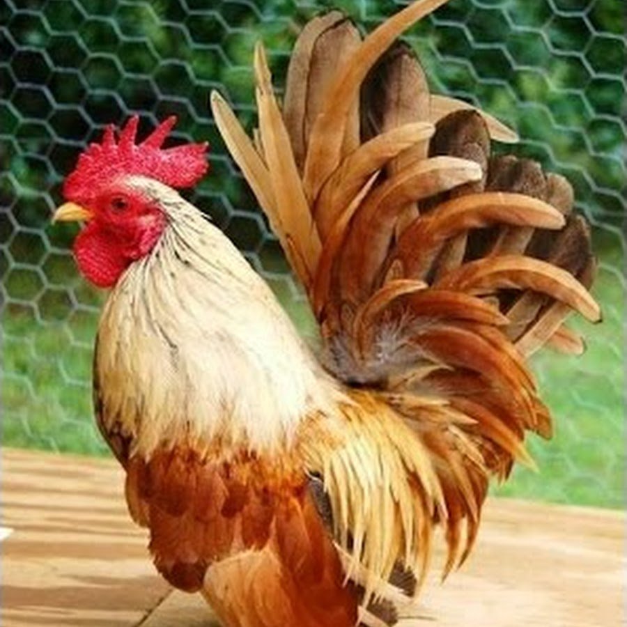 Йокогамский петух Феникс