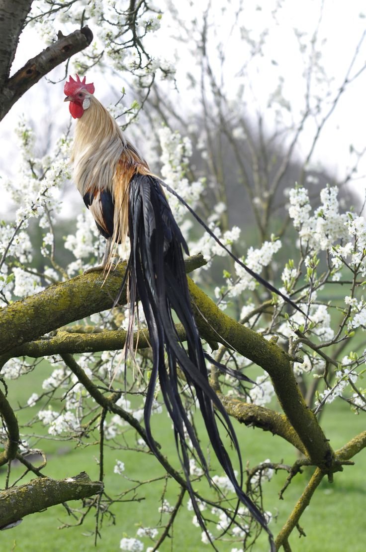 Японский петух онагадори