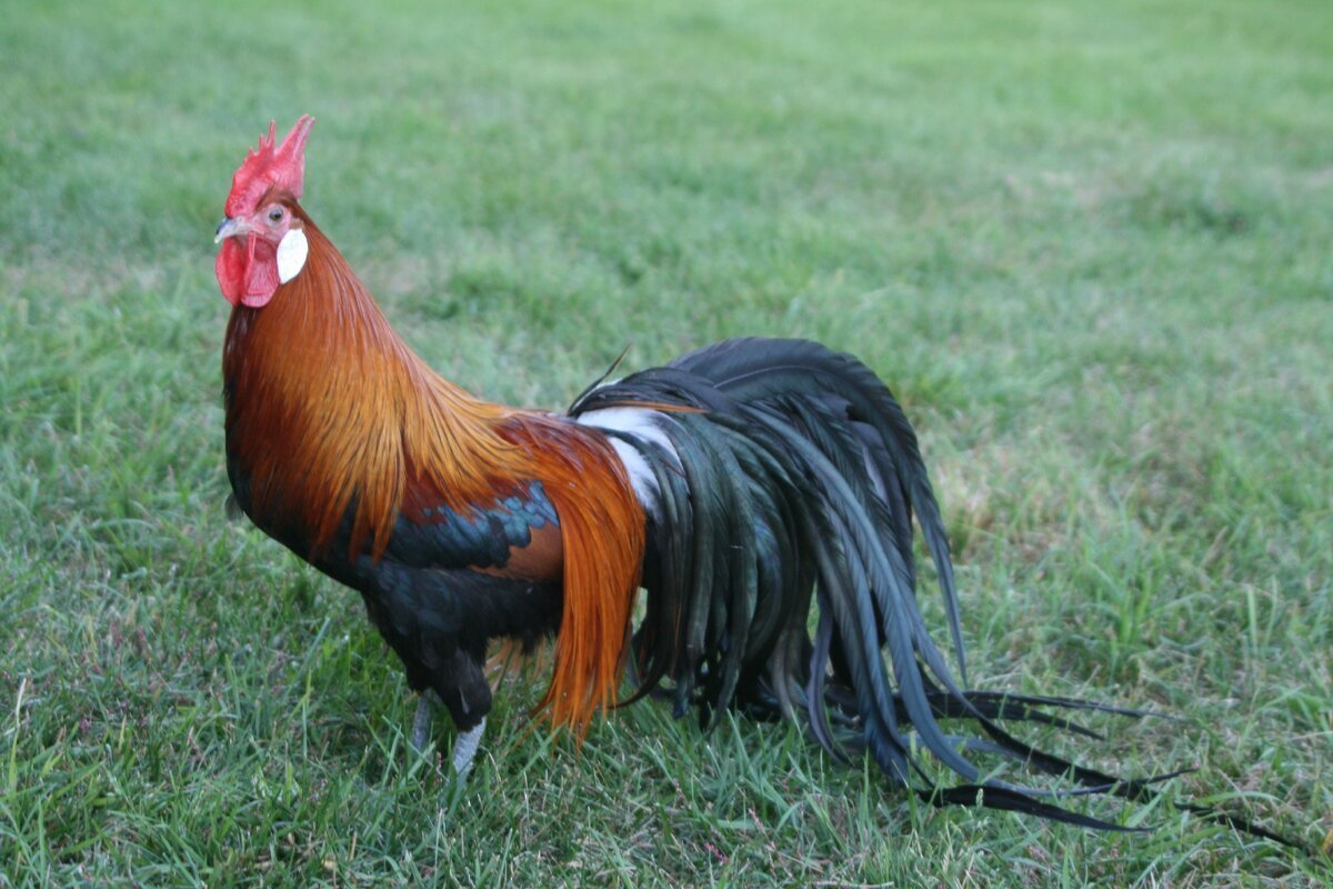 Йокогамский петух Феникс