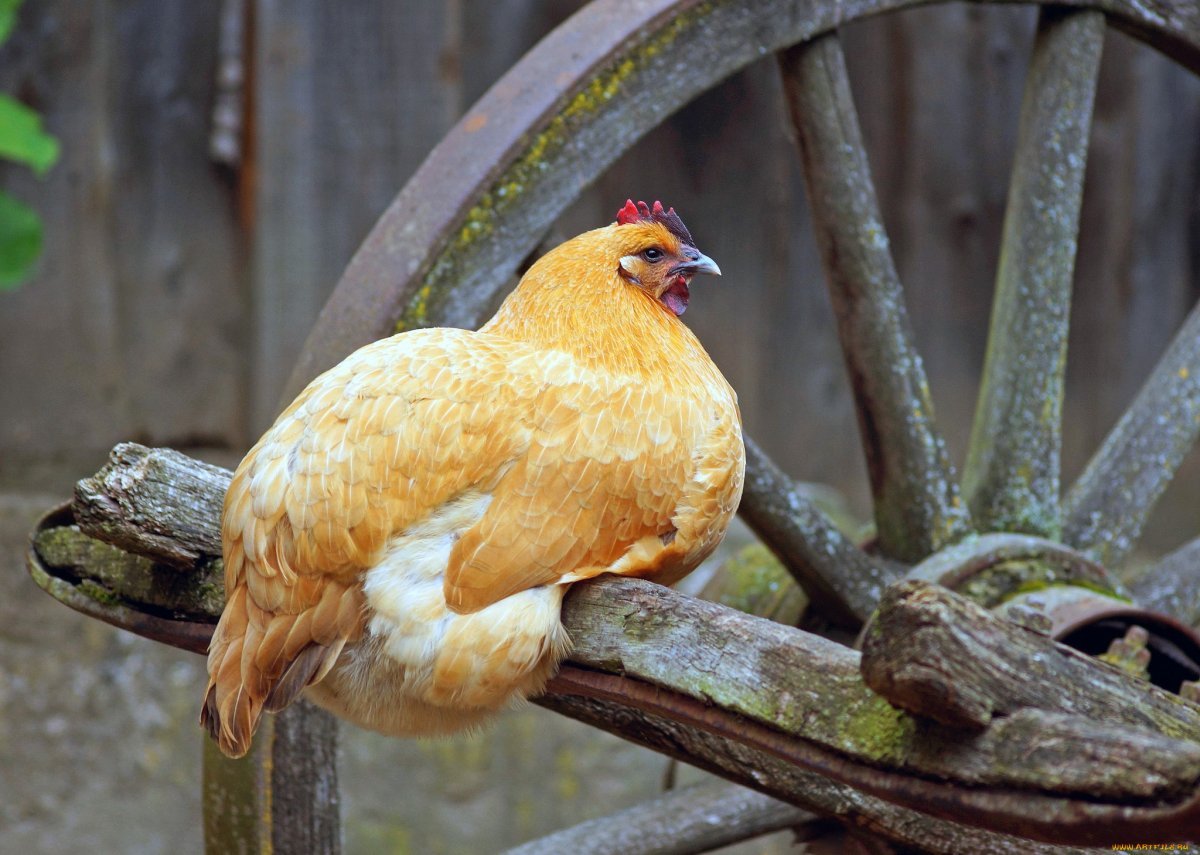 Индийская курица