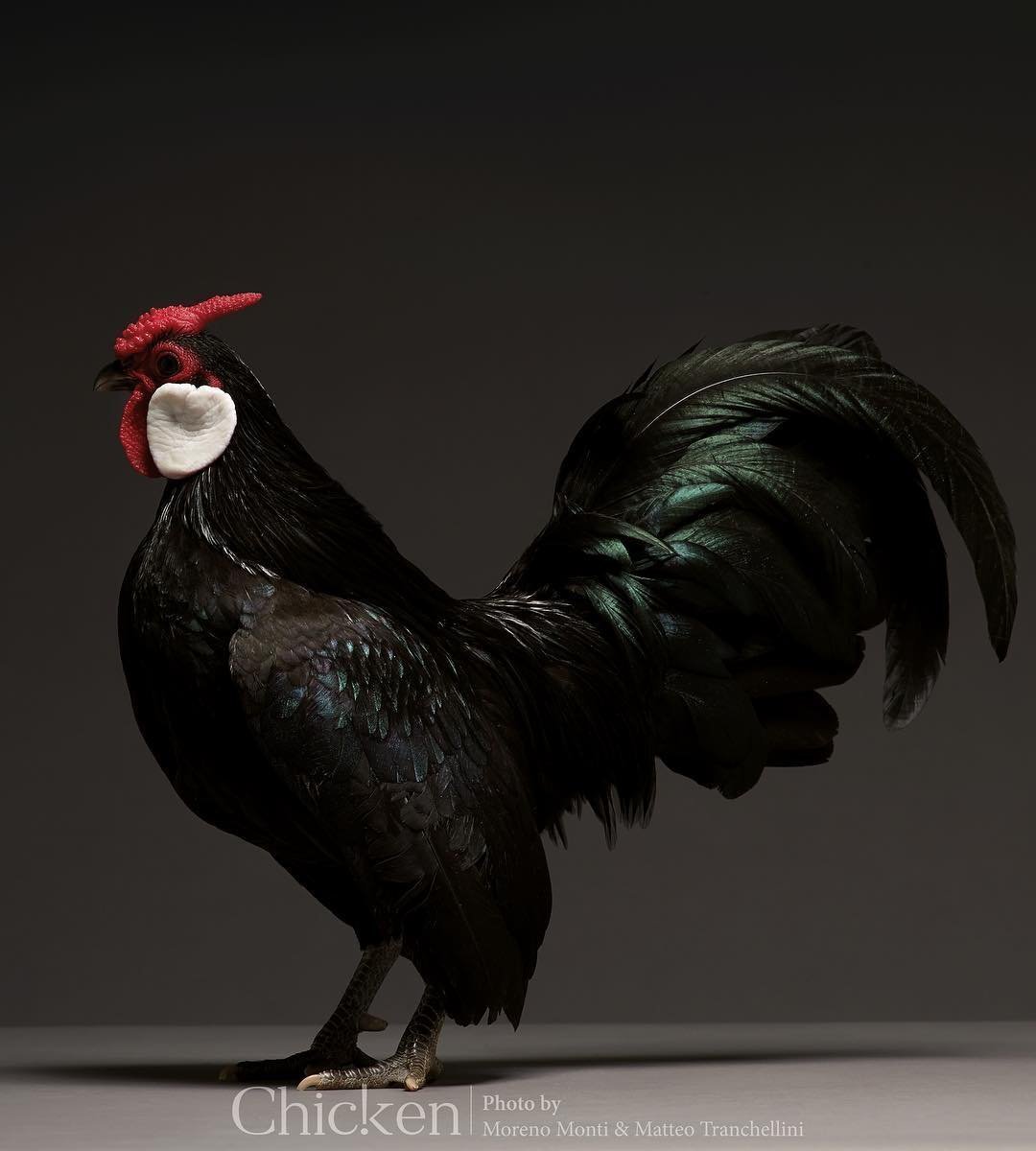 Монти Транчеллини