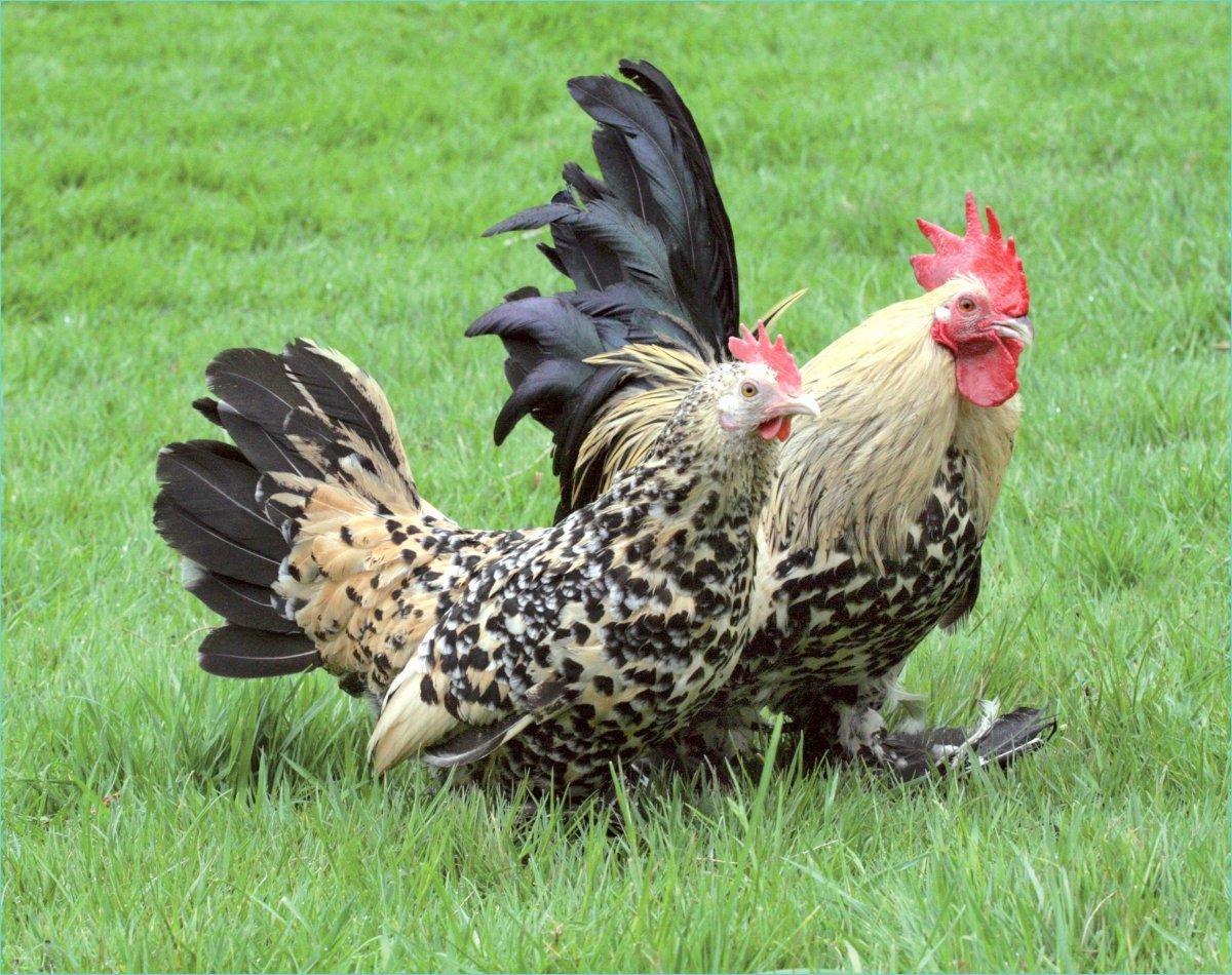 Бентамка ситцевая