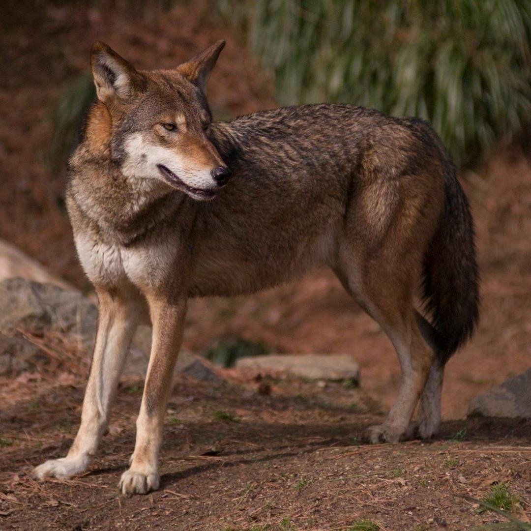 Красный волк canis Rufus