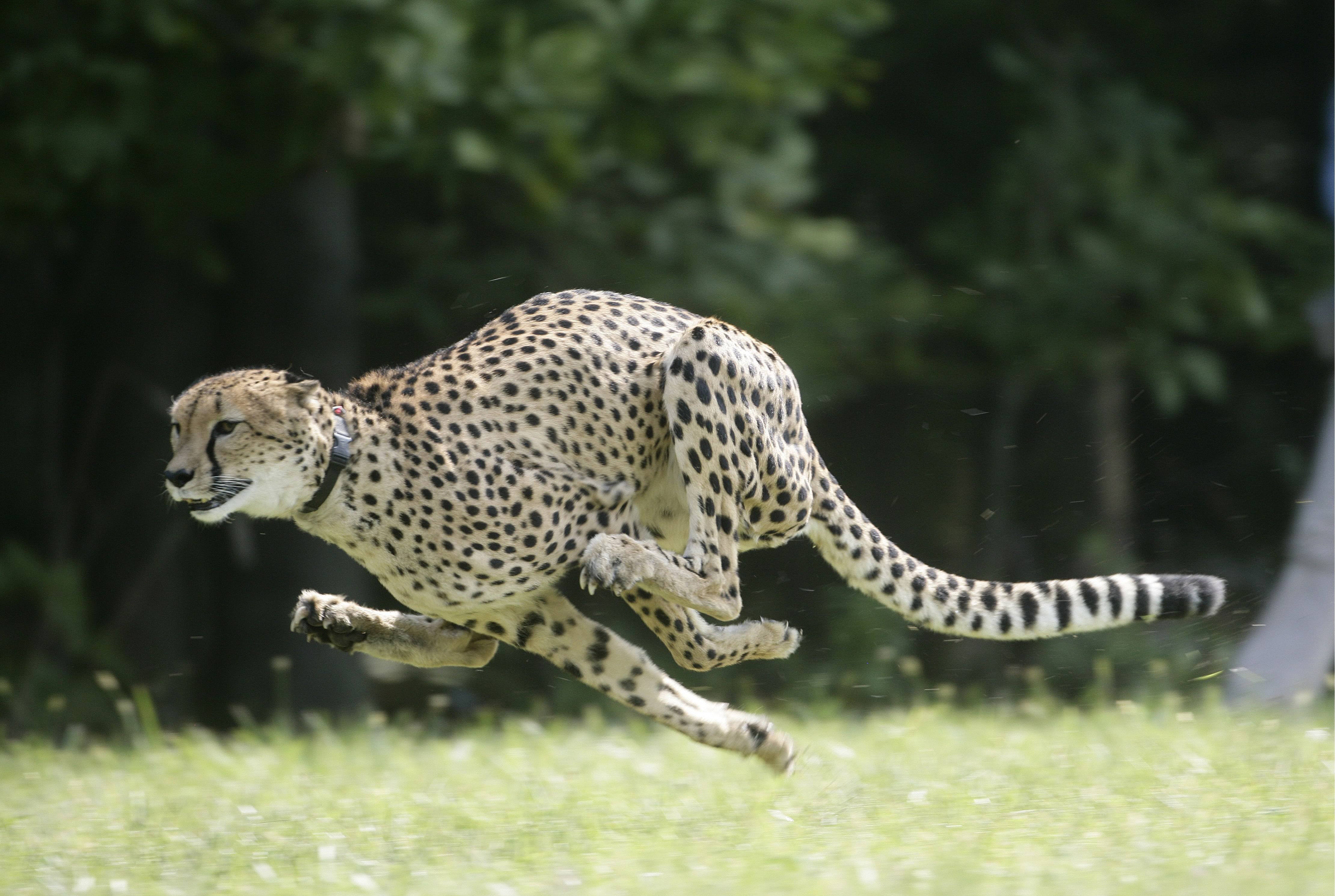 Очень много крупных и быстрых животных. Южноафриканский гепард. Гепард бежит. Хищные животные самые быстрые. Гепард самое быстрое животное в мире.