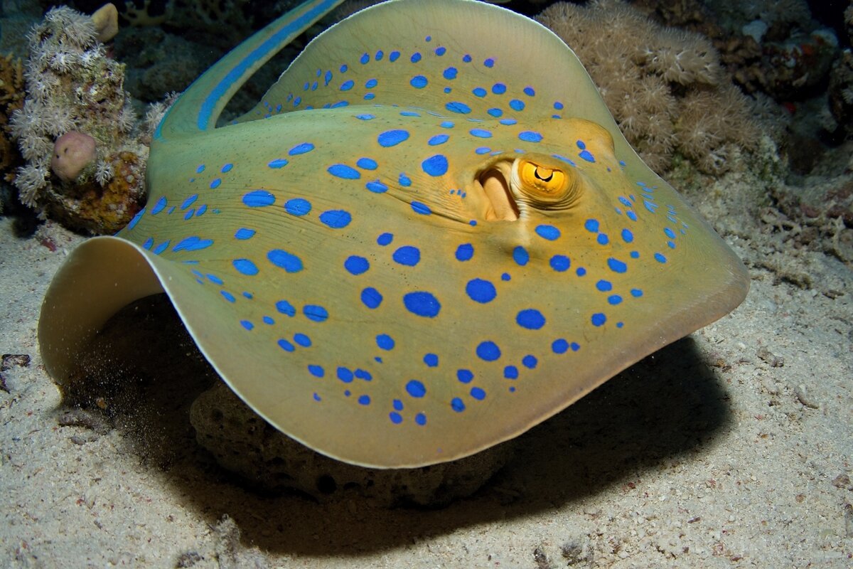 Рыба крылатка в Красном море