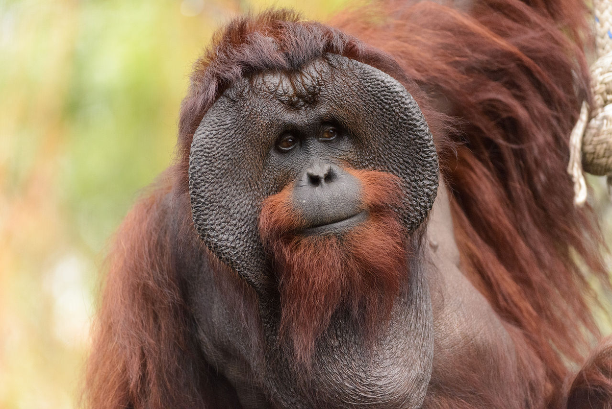 Орангутан (pongo pygmaeus)