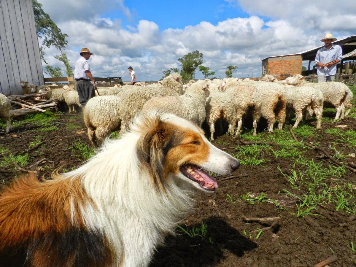 Колли пастух