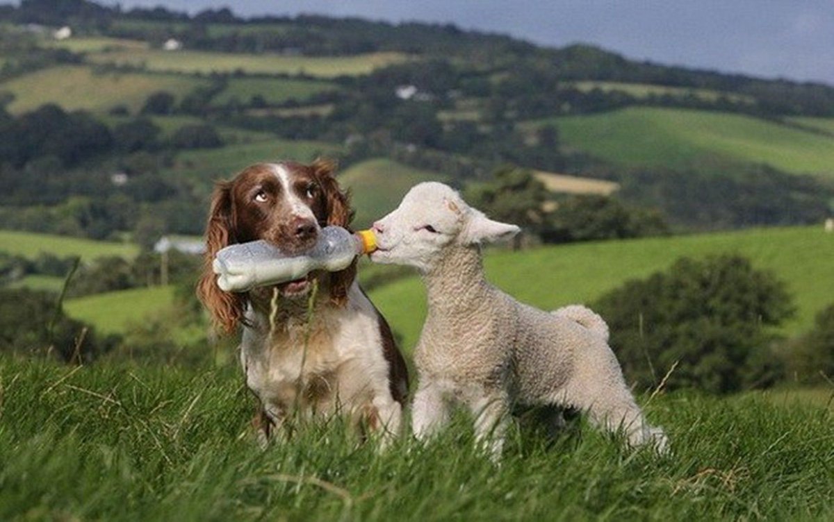 Корова и собака