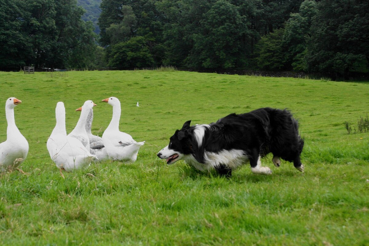 Бордер колли пастух