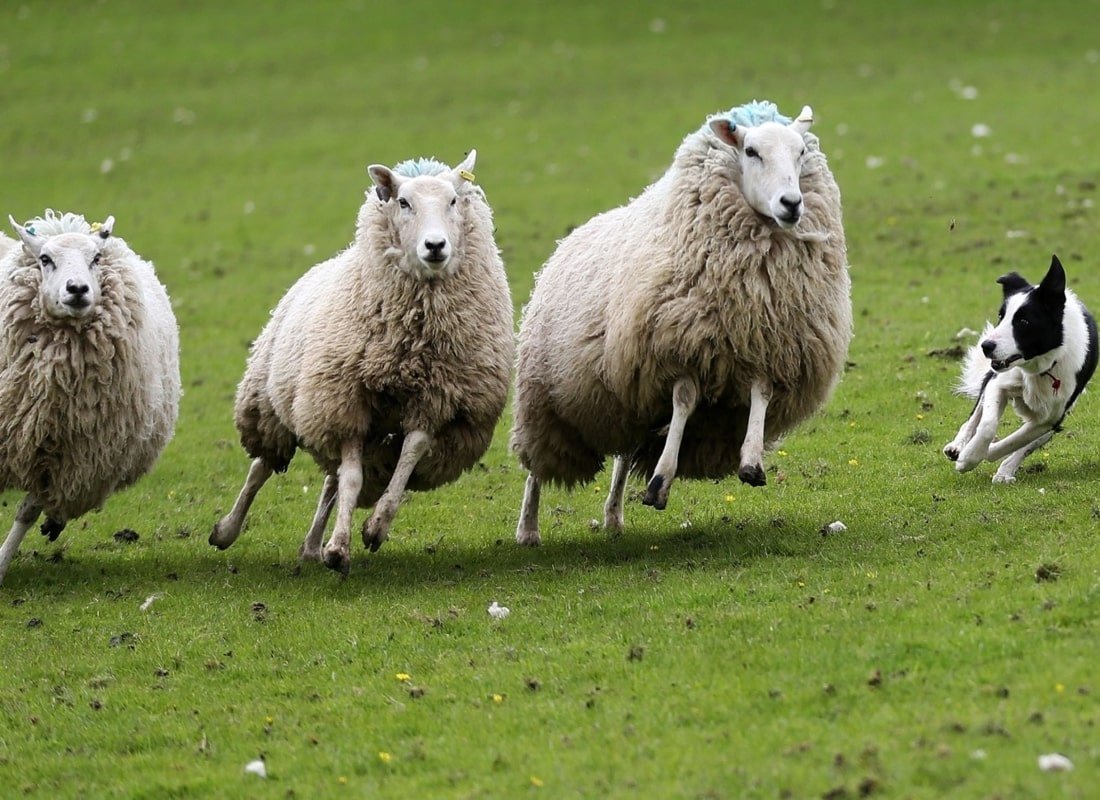 Овца прыгает