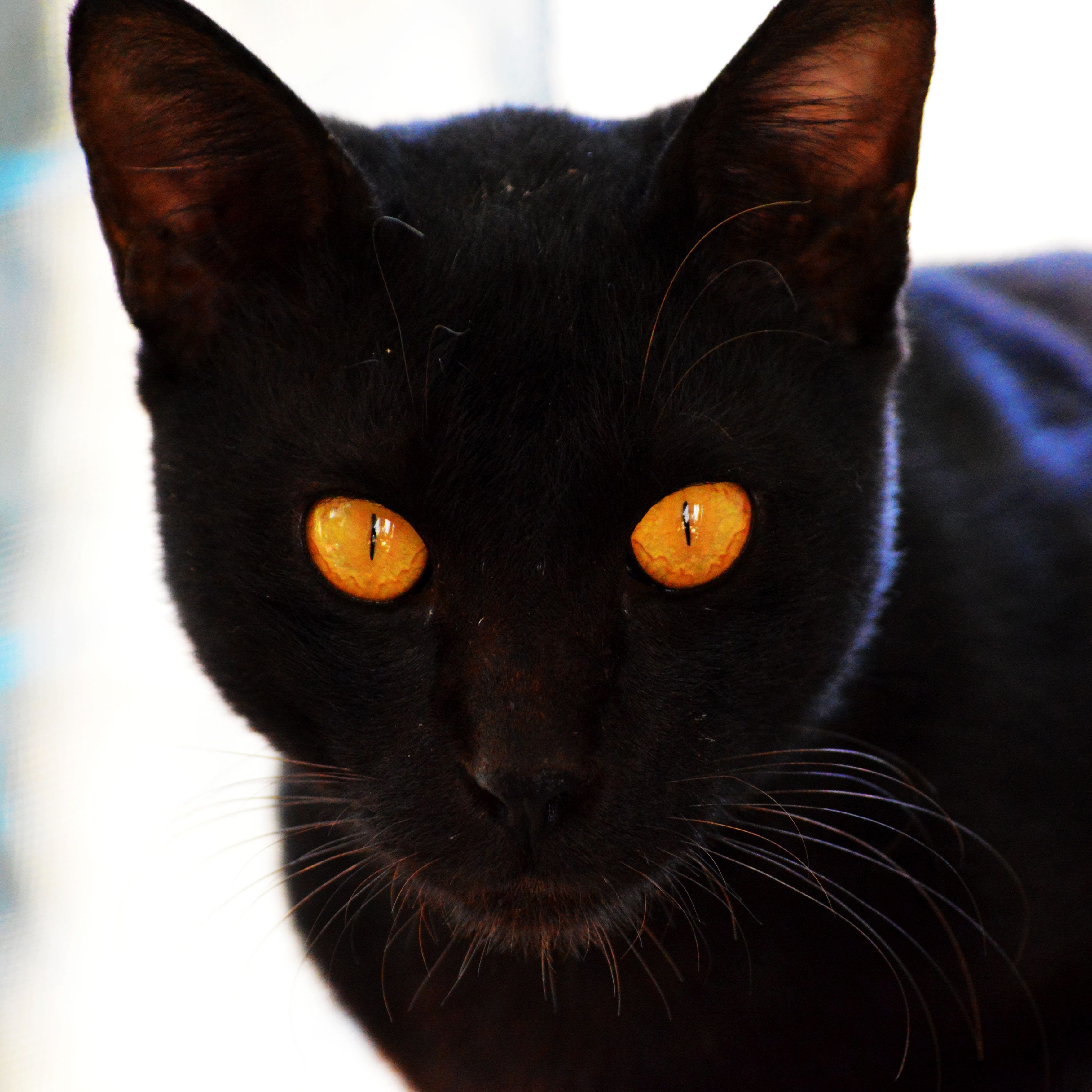 Порода черной кошки с желтыми глазами. Бомбейская кошка длинношерстная. Чёрная кошка порода Бомбейская. Бомбейская кошка черная с желтыми глазами. Богемская кошка чёрная.