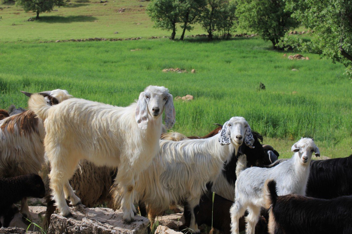 Собака пастух