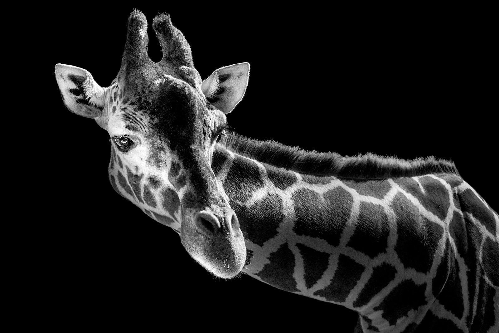 Черно белые звери. Фотограф Wolf Ademeit. Жираф черно белый. Животные чб. Черно белые картинки.