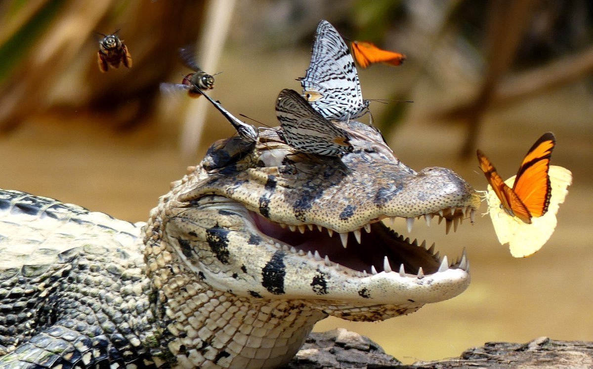 Гребнистый крокодил домашний