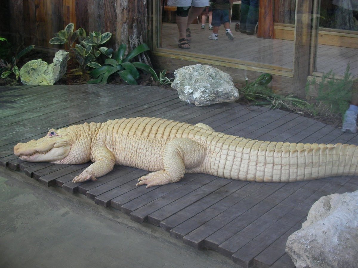 Гладколобый Кайман Шнайдера