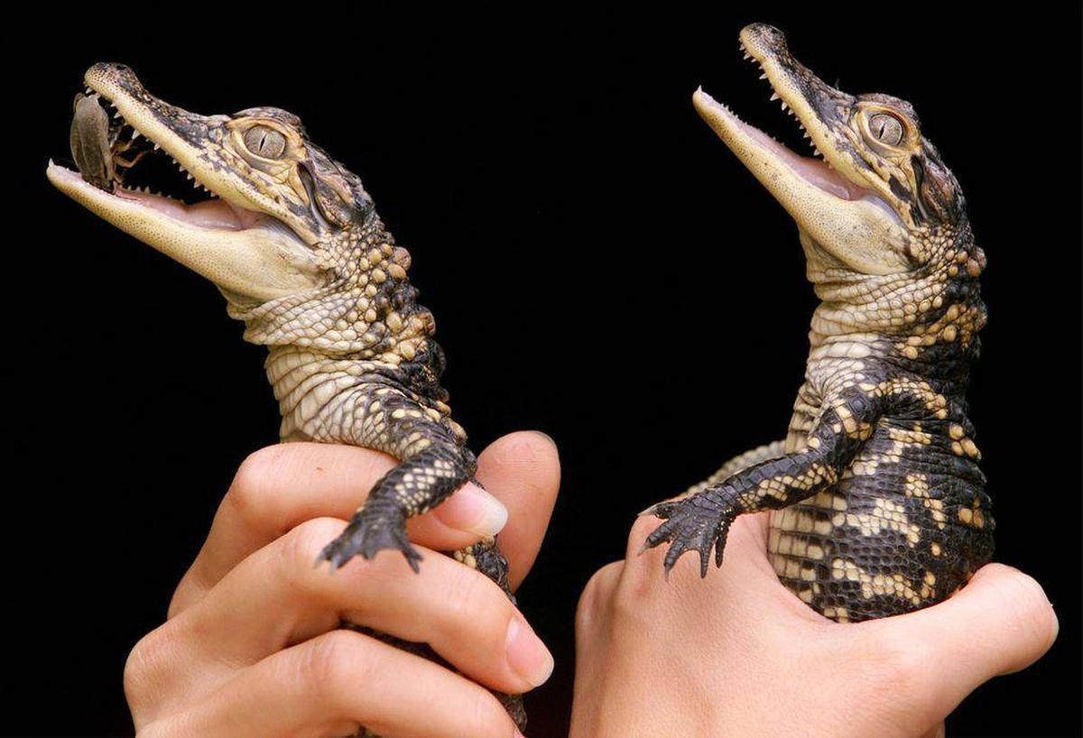 Тупорылый карликовый крокодил