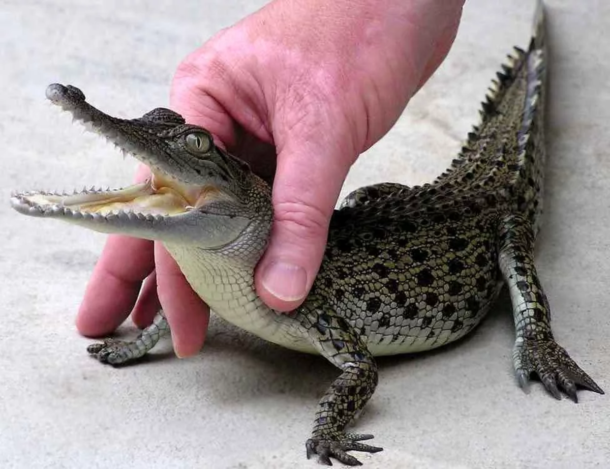 Альбиносы животные крокодилы