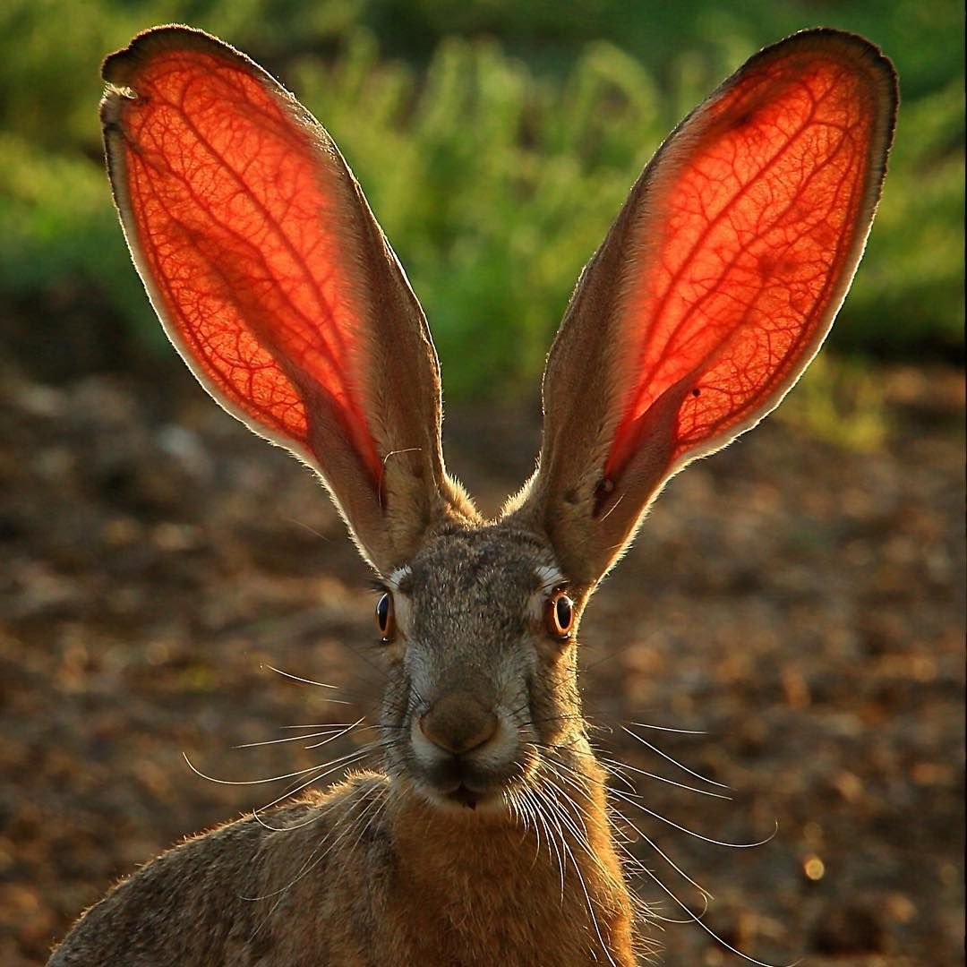 Кроме зайца. Чернохвостый заяц Северной Америки. Ушастый заяц. Длинноухий заяц. Кррликс большими ушами.