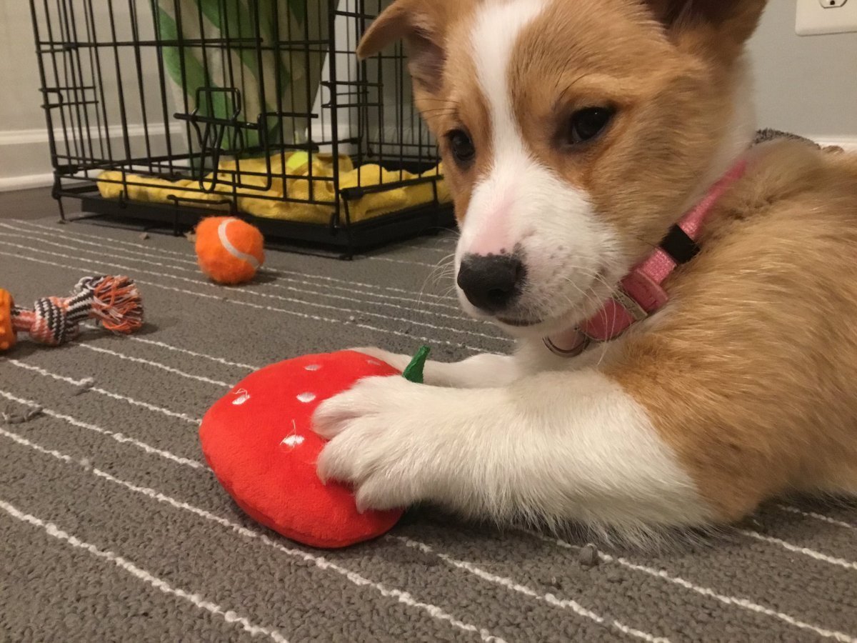 Вельш корги австралийская овчарка