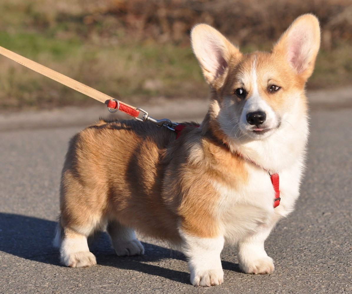 Порода вельш корги пемброк