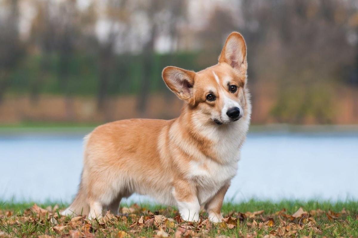 Вельш корги пемброк