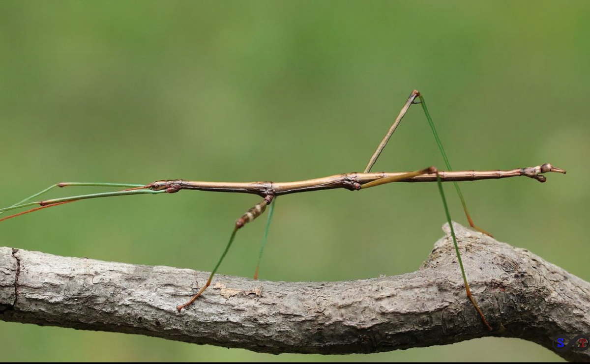 Палочник насекомое смешные