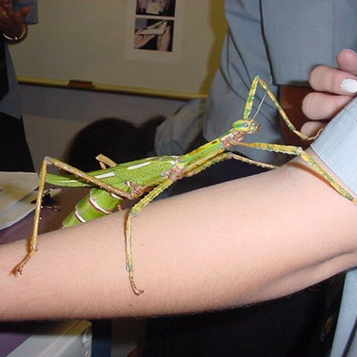 Achrioptera fallax
