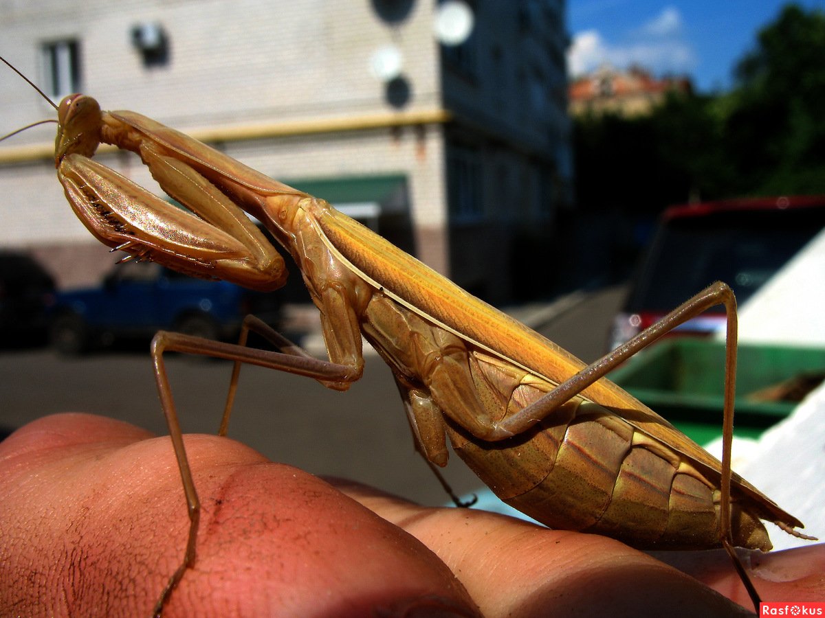 Богомол палочник
