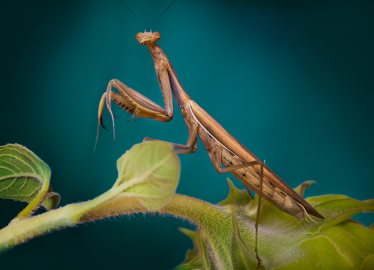 Африканский веточный богомол