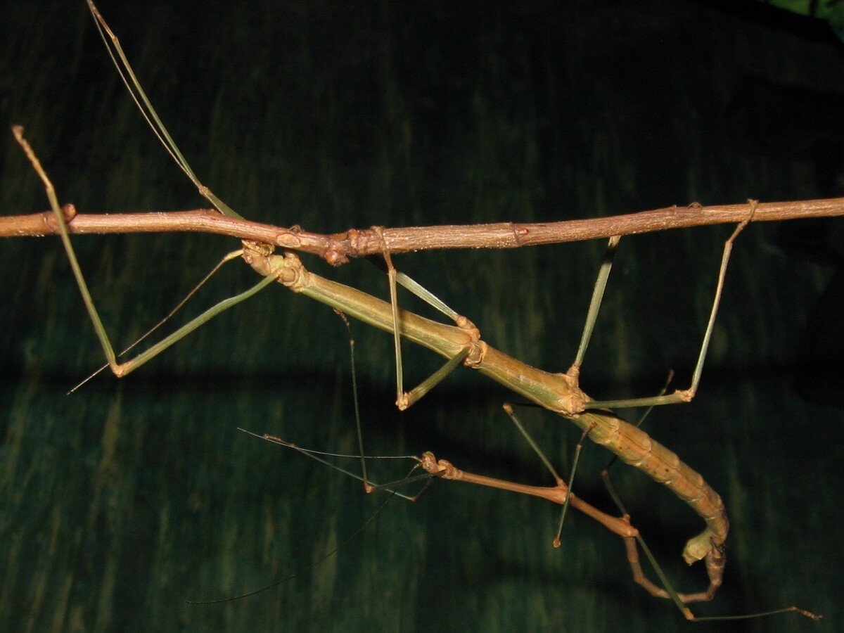 Necroscia палочник