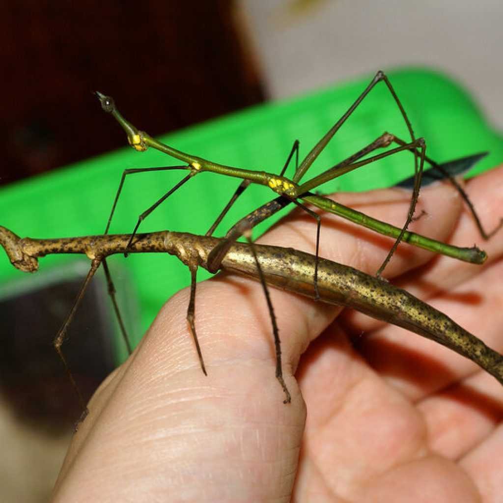 Палочник Major