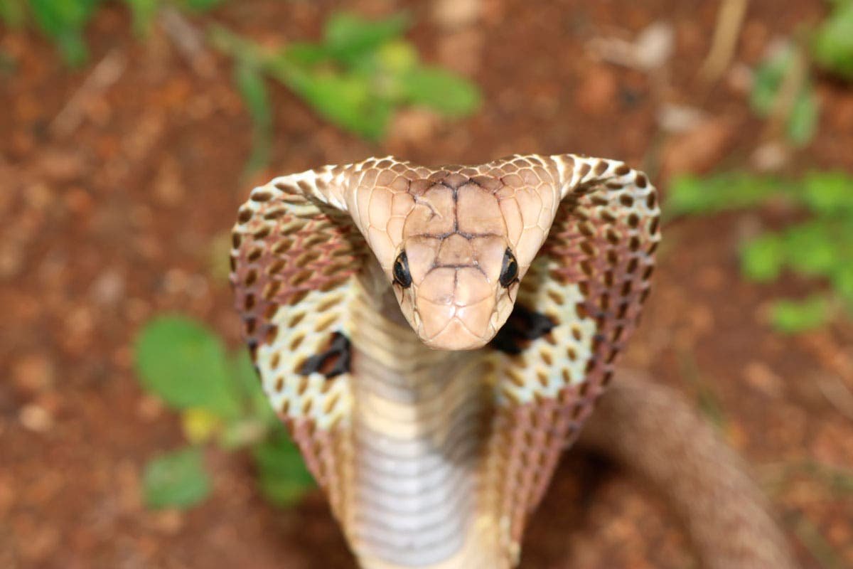 Королевская Кобра