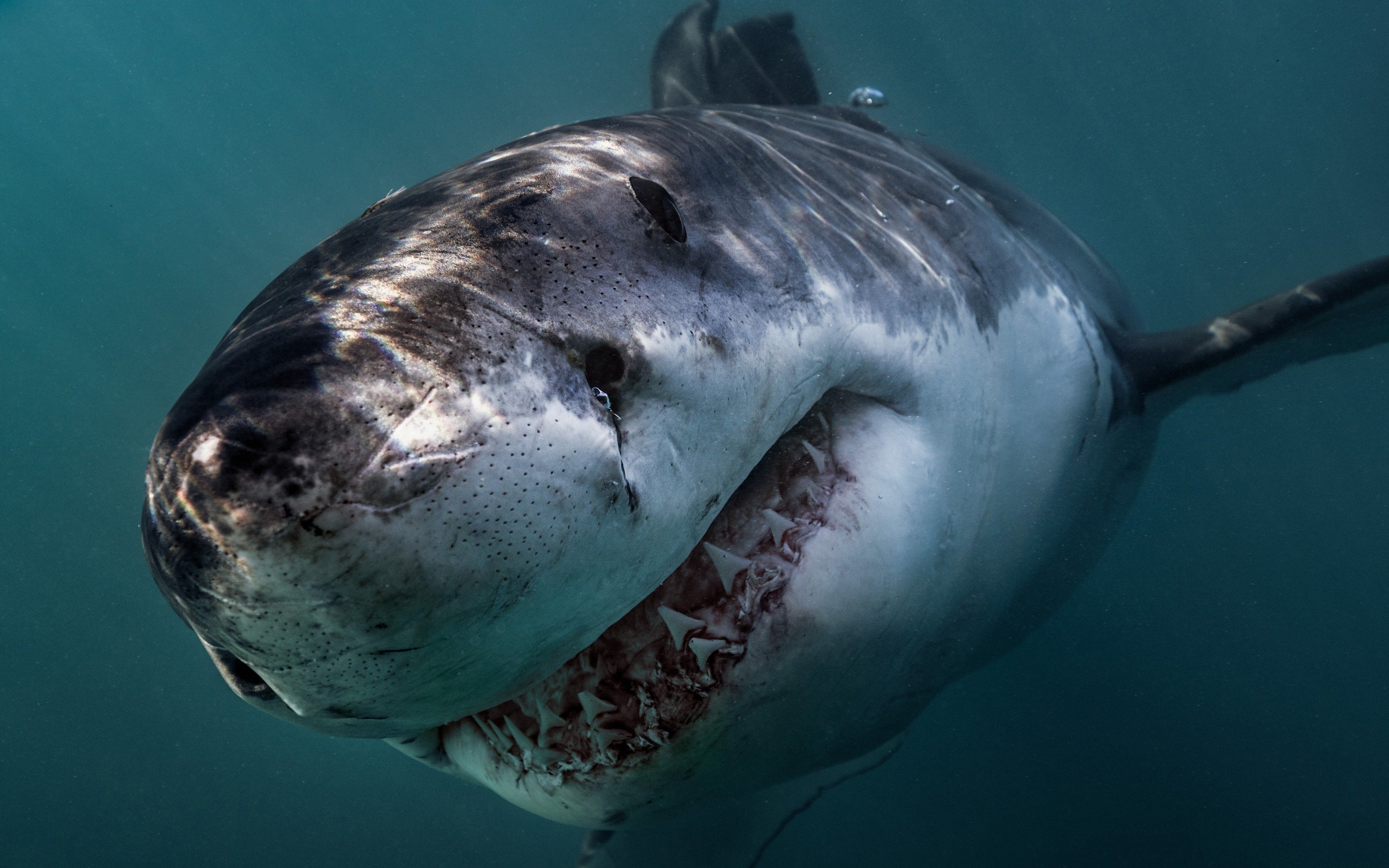 Белая акула кархародон Продолжительность жизни