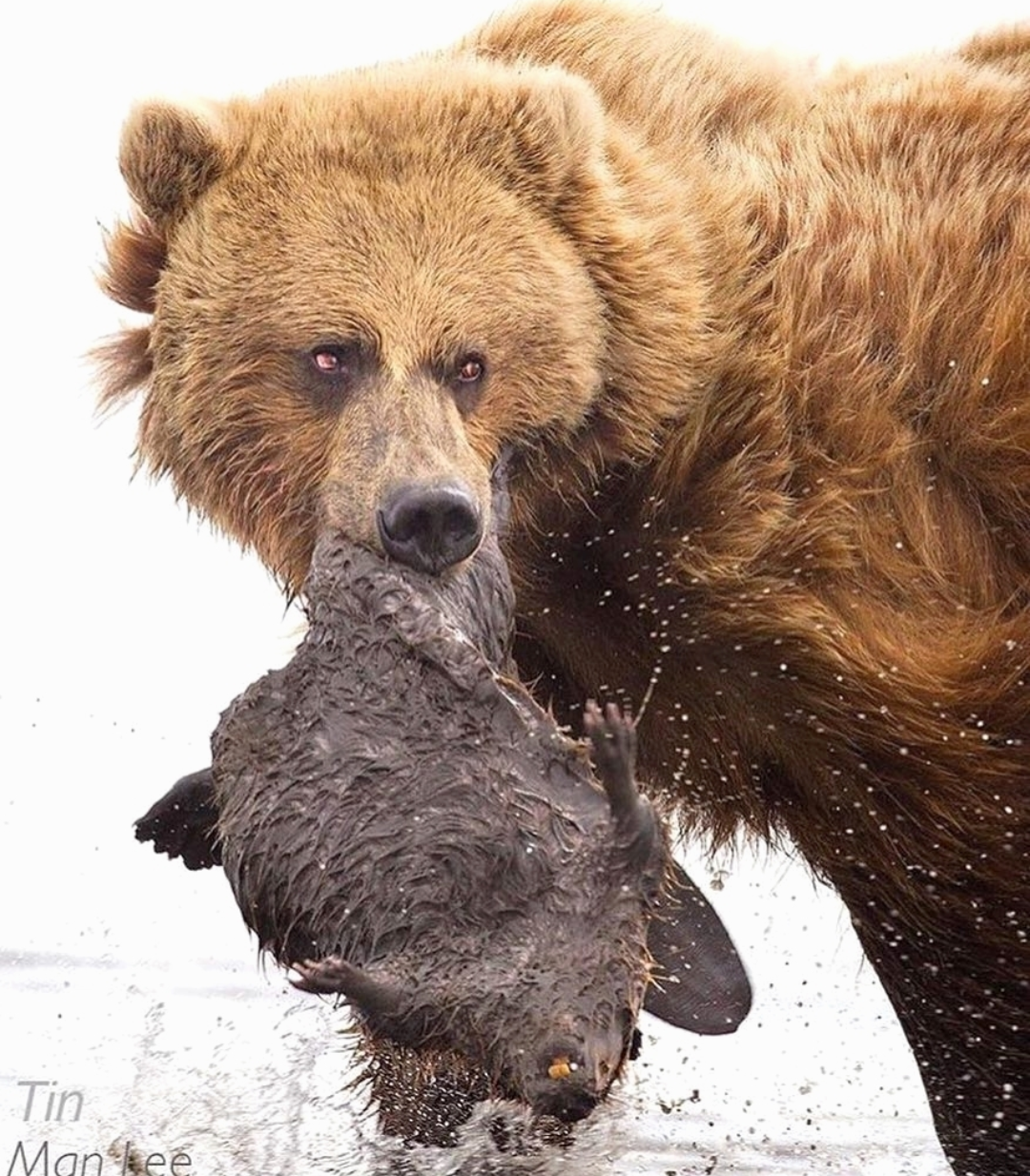Кто сильнее медведи или бурые медведи. Бурый медведь на Аляске. Бурый медведь. Аляска медведи. Медведь хищник.
