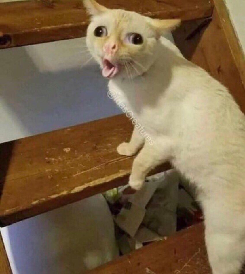 Гифки мемы коты