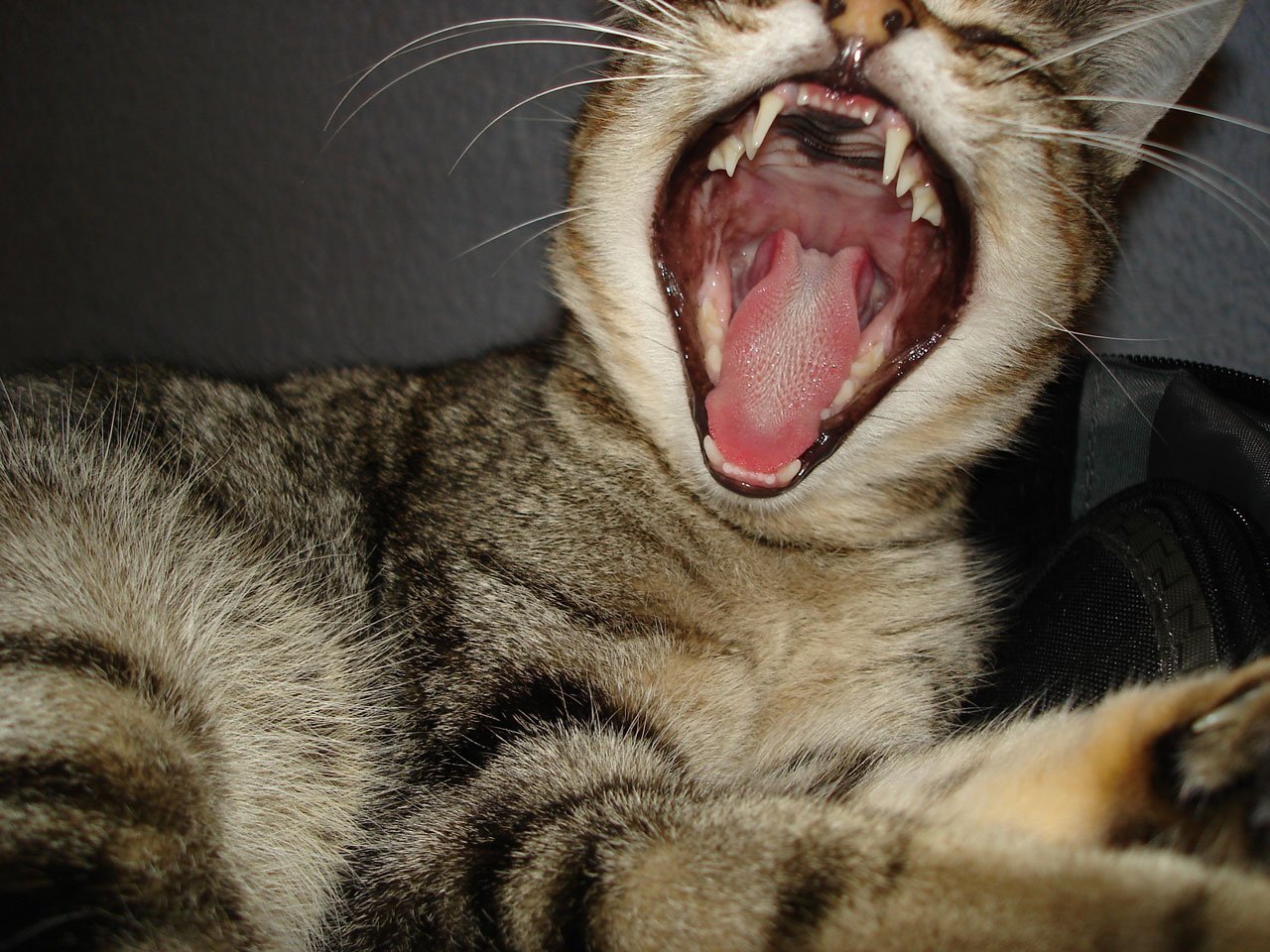 Котенок с открытым ртом.
