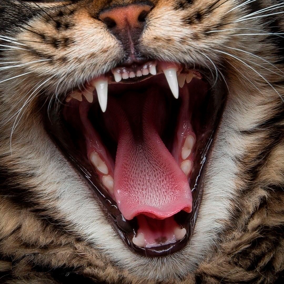 Зубы Мейн куна