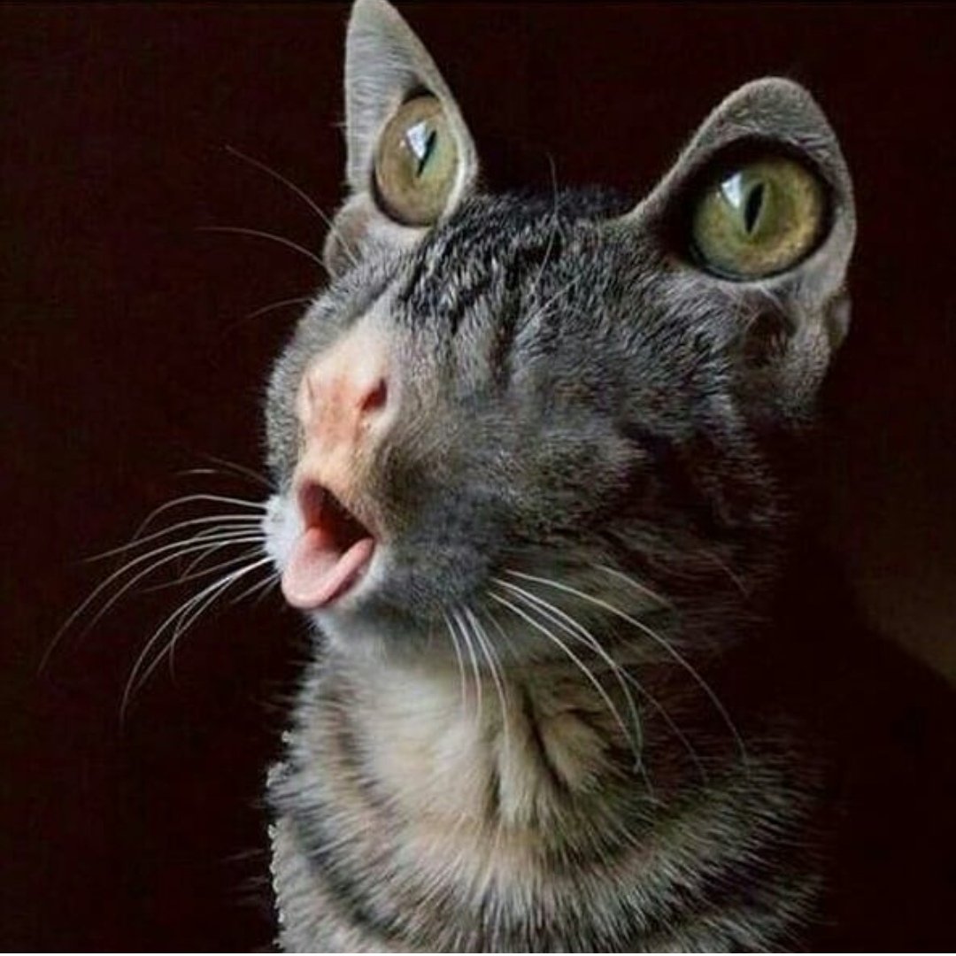 Кот с открытым ртом Мем