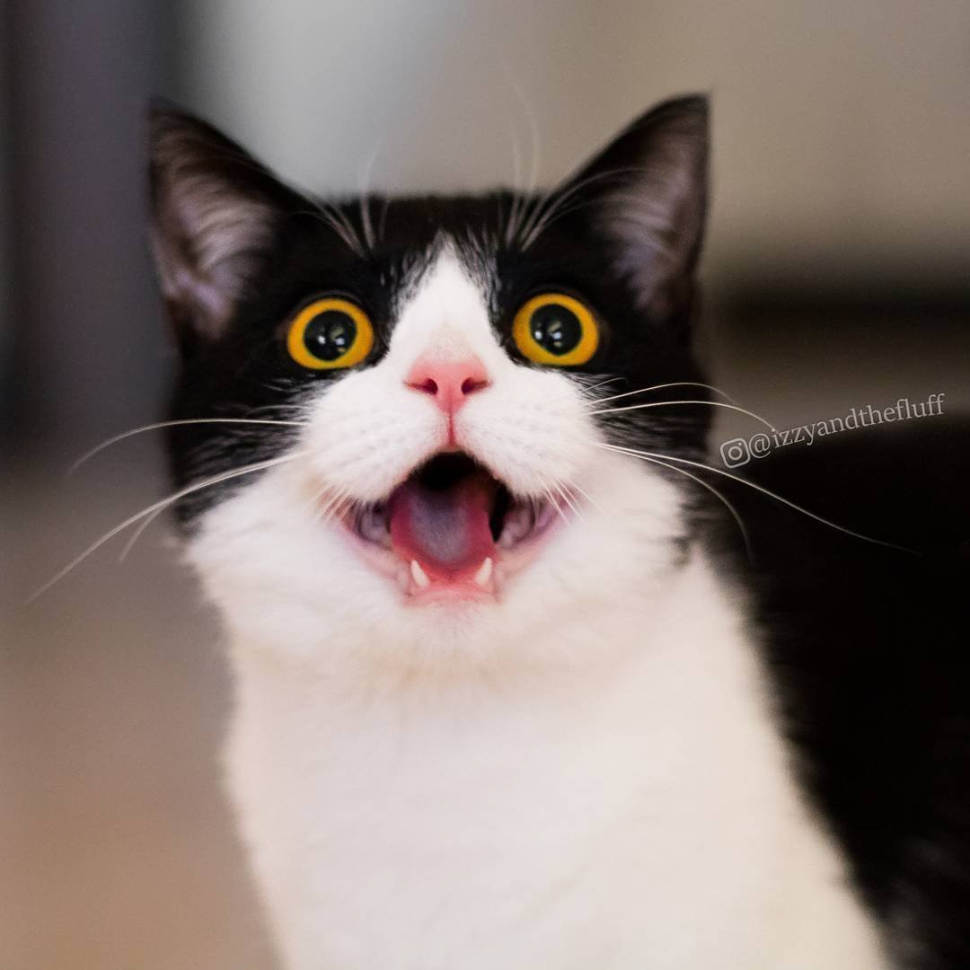 Котик с открытым ртом