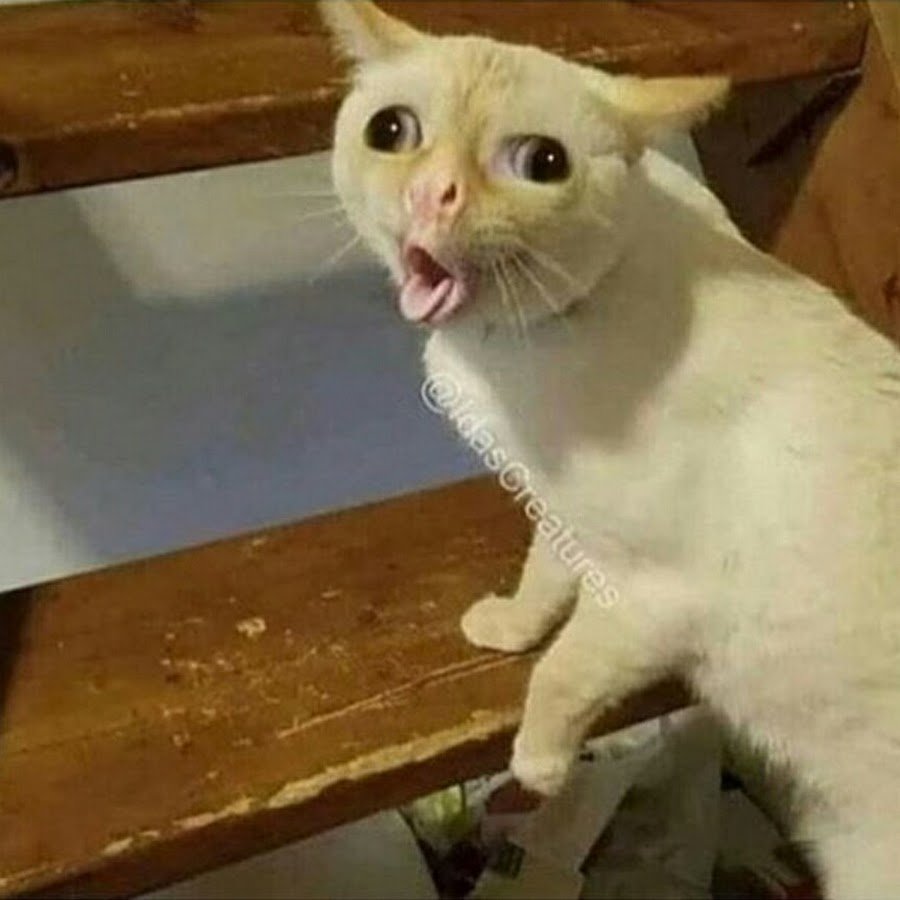 Селфи с котами