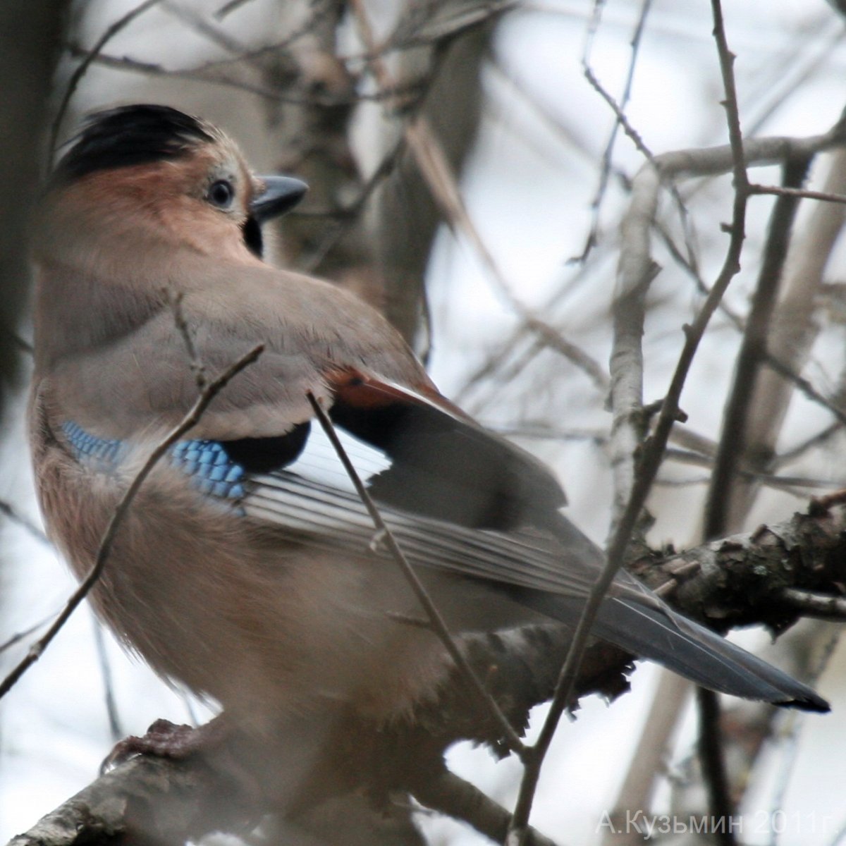 Маленькая серо коричневая птичка
