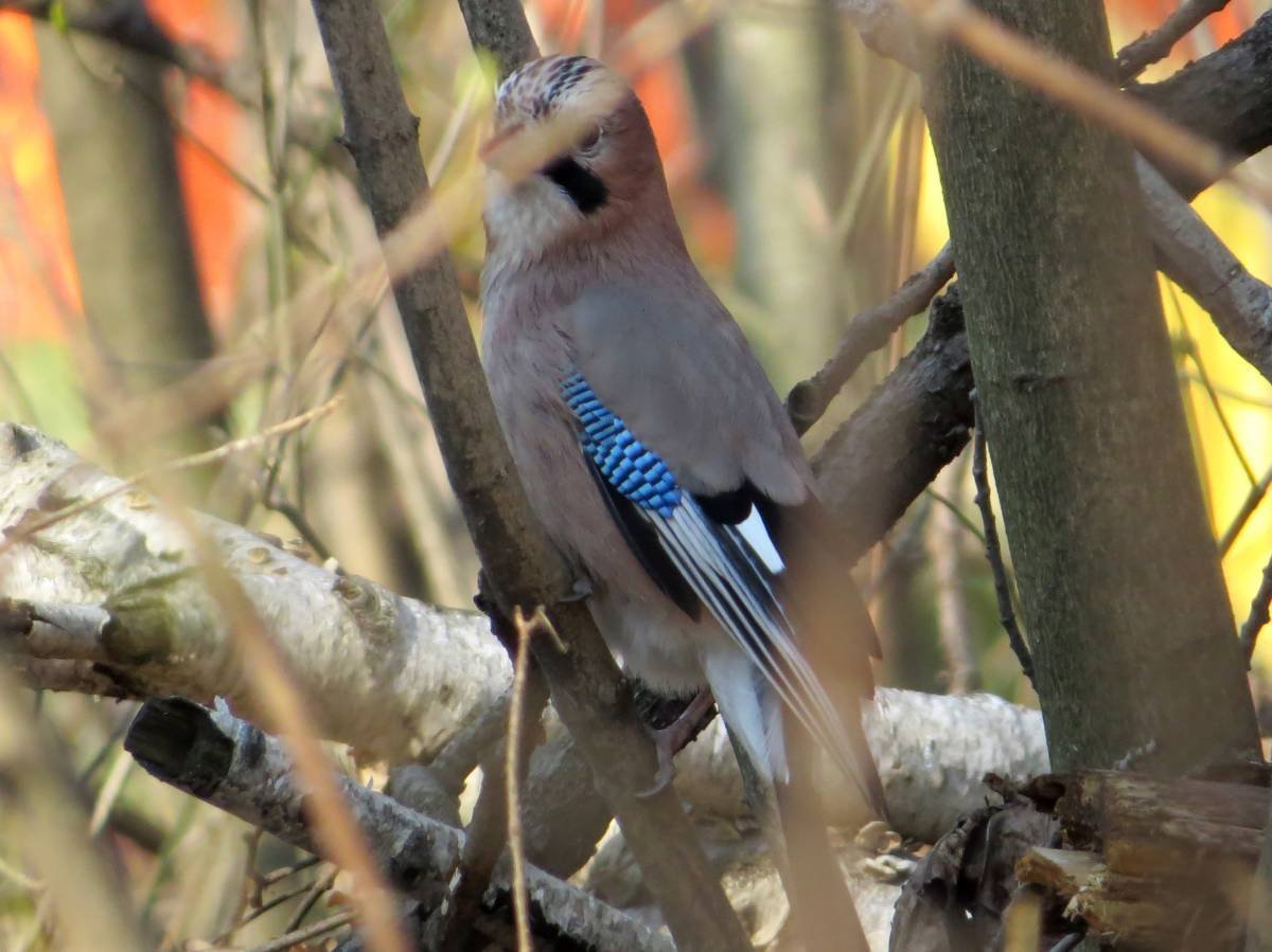Вьюрок Вьюрковые