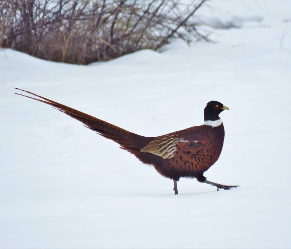 Обыкновенный фазан