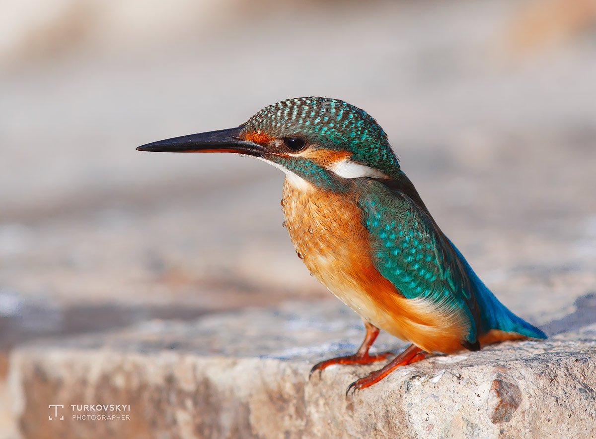 Птицы обитающие в Киргизии