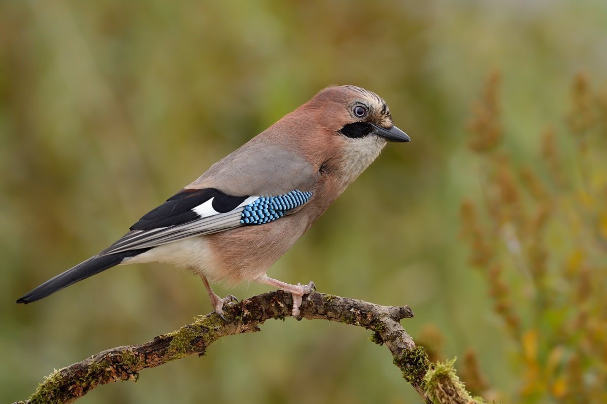 Птицы Ярославской области