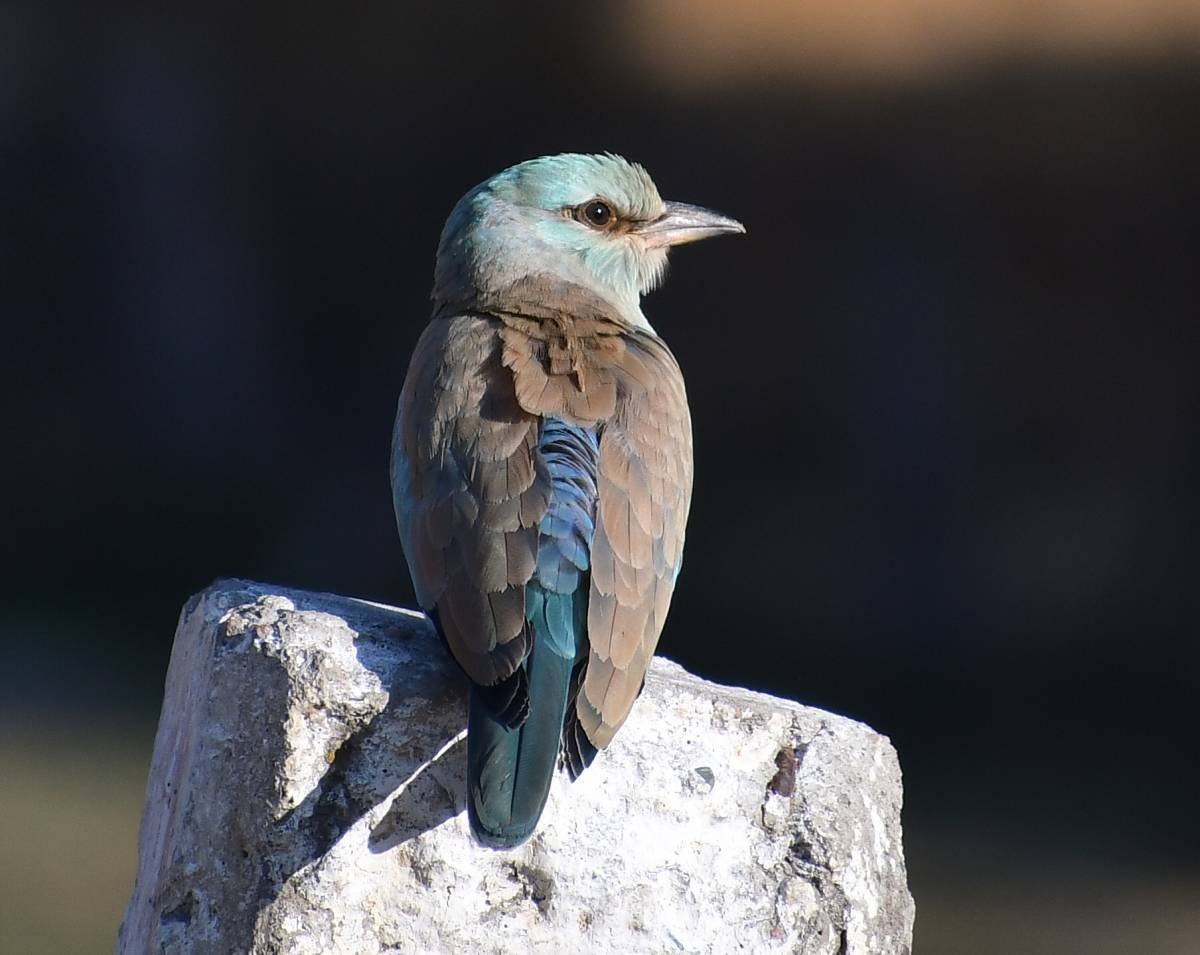 Сизоворонка птица Астрахань