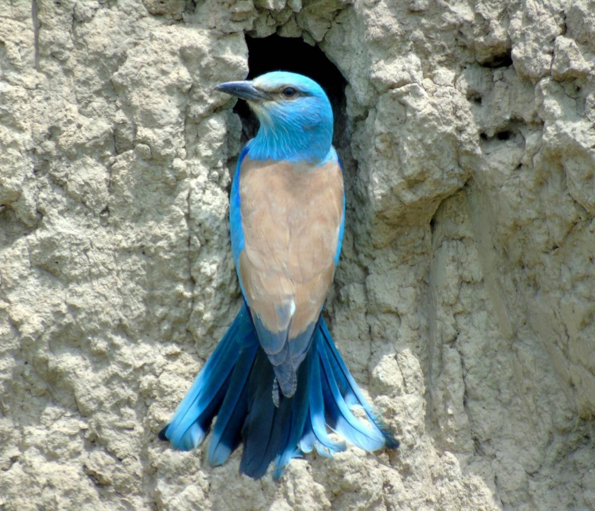 Сизоворонка обыкновенная